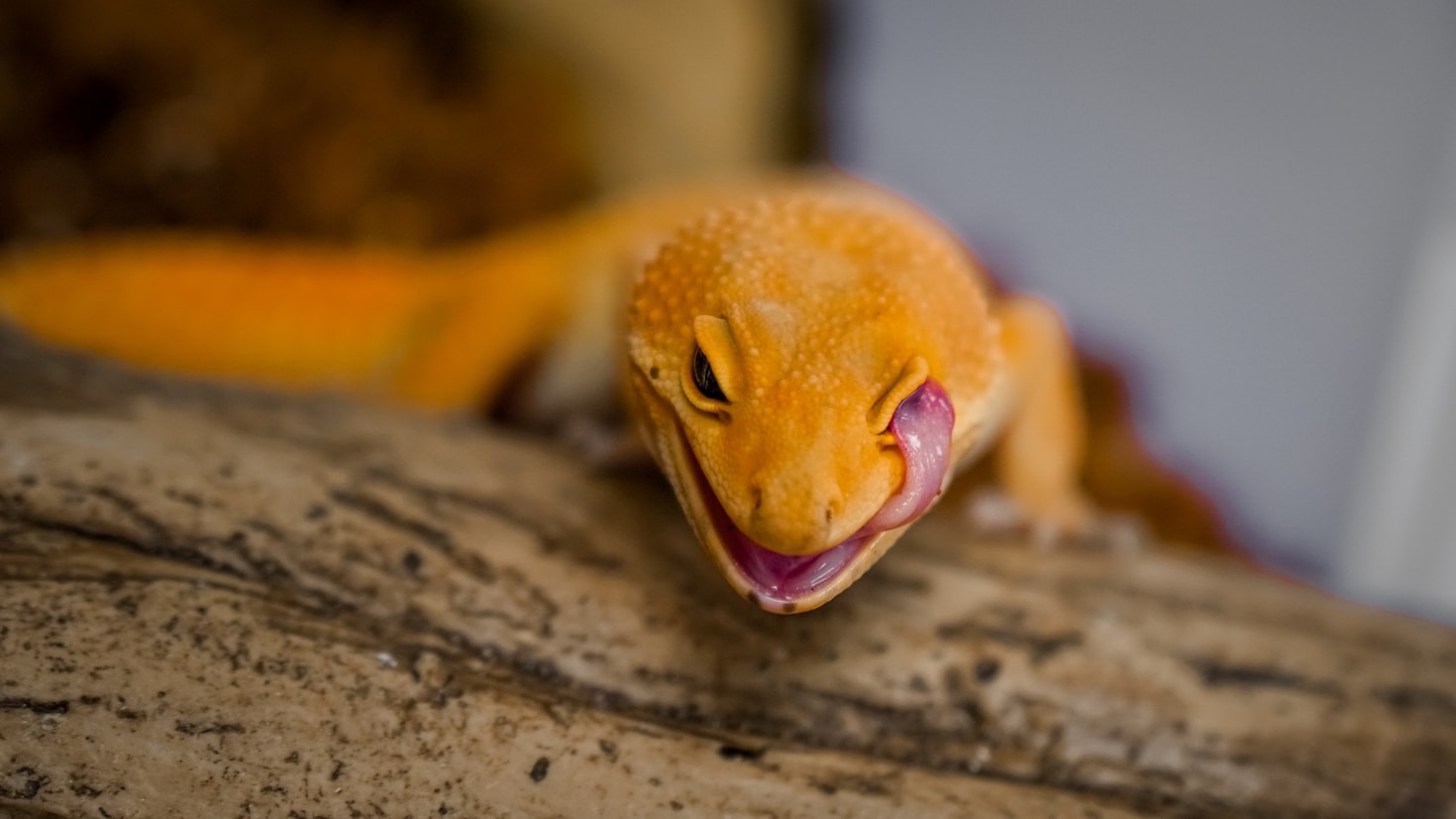 Os desafios de cuidar de um animal exótico