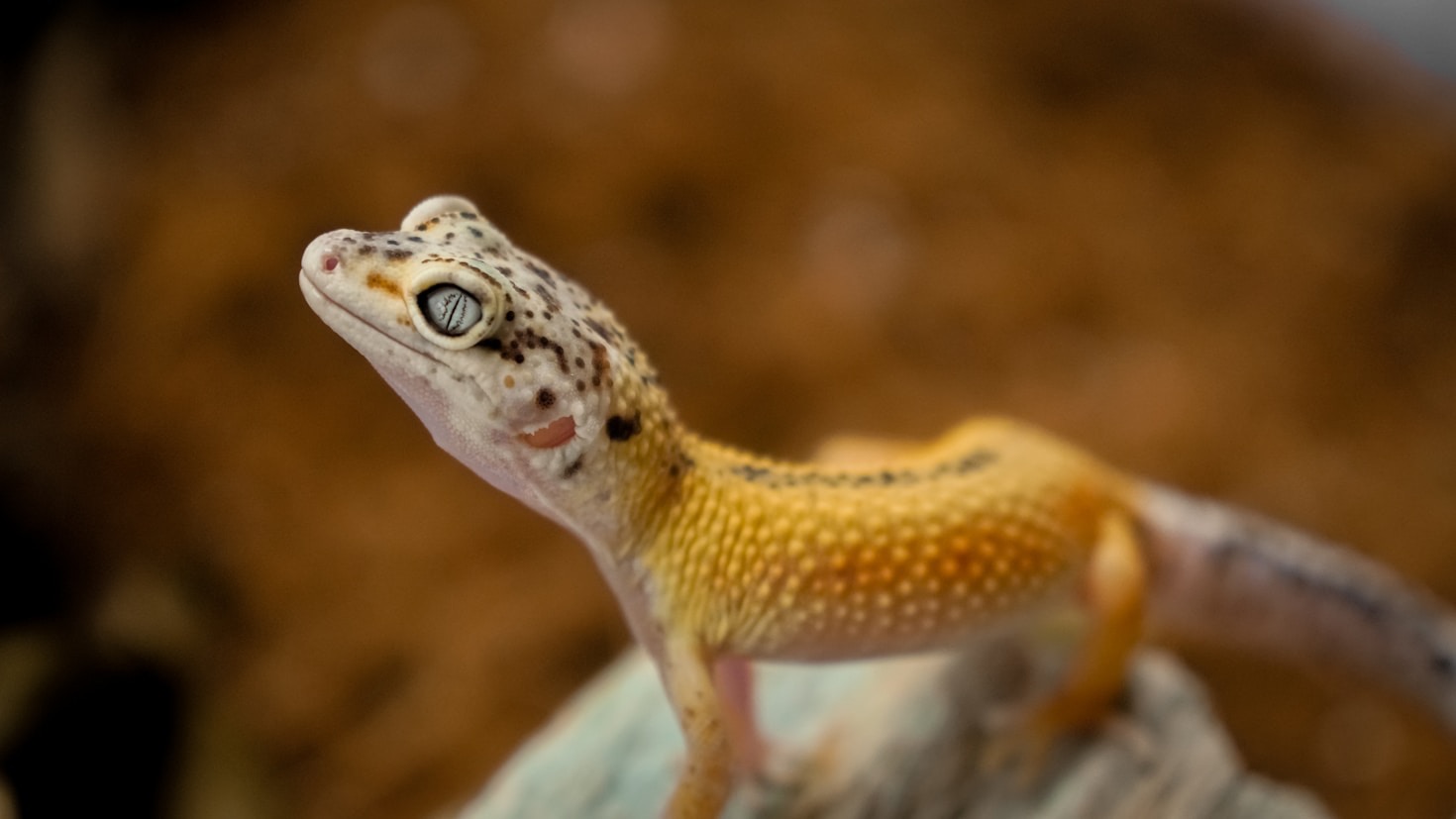 Por que escolher serviços especializados para seu pet exótico